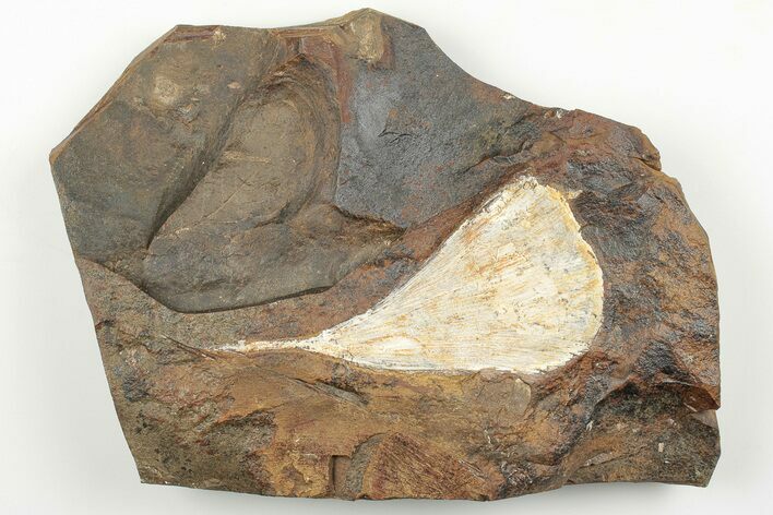 Fossil Ginkgo Leaf From North Dakota - Paleocene #198409